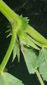 Image result for Astragalus atropilosulus