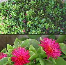 Succulent vine with pink flowers. Hearts And Flowers Horticulture Unlimited