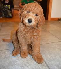 Puppies available, family raised, socialized with love. Pin By Cindy Brun On It S Puppy Time Goldendoodle F1b Goldendoodle Goldendoodle Puppy