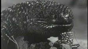 Шарлиз терон, ли тергесен, марко ст. The Giant Gila Monster 1959 Streaming Sub Ita Film Completo