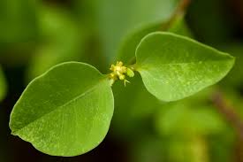 Image result for Euphorbia transvaalensis