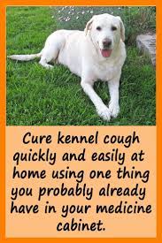 How I Cured My Dog S Kennel Cough Dog Cough Remedies Kennel Cough Treatment Dog Coughing