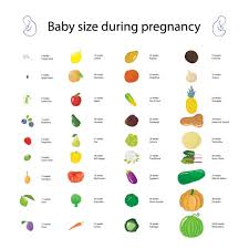 day 163 baby size chart all maternity needs under one