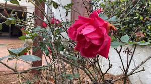 This Valentine's Day, elders share their greatest advice for lasting love