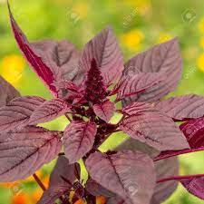 Amaranthus Hypochondriacus Flower Identification Best Flower Wallpaper