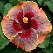 Pin On Hibiscus
