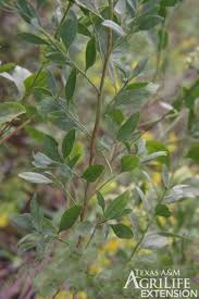 Image result for Agrocharis