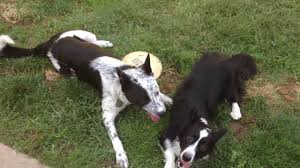 We did not find results for: Corgi Queensland Heeler Border Collie Mix Playfight Youtube