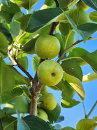 Image result for Pyrus pyrifolia