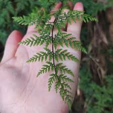 Image result for Cheilanthes inaequalis