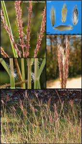 Image result for Bothriochloa