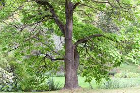 Image result for Catalpa