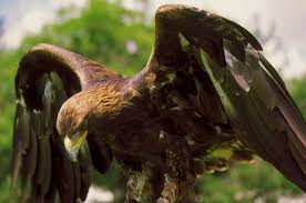 Caracteristicas Del Aguila Real Y Su Mundo Fascinante