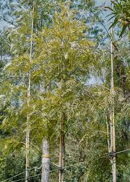 Image result for Grevillea robusta