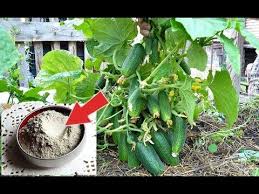 сад огород своими руками огурцы от а до я Opudrite Etim Ogurcy Ot Vseh Boleznej I Sobirajte Urozhaj Do Pozdnej Oseni Podkormka Ogurcov Zoloj Youtube Ovoshnoj Ogorod Ogorod Lukovichnye Cvety