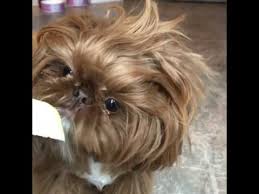 Find the perfect shih tzu puppy for sale in houston, texas at next day pets. Imperial Shih Tzu Puppies Imperial Shih Tzu Puppies For Sale Www Shihtzusforever Com Youtube