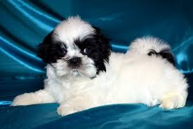 Grooming a shih tzu bichon is not a problem as most of them love the process and enjoy it. Teacup Shihtzu Puppies About Facebook