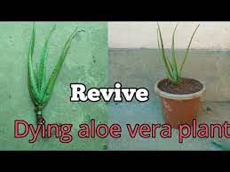 Check spelling or type a new query. How To Revive A Dying Aloe Vera Plant Step By Step Youtube