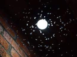 Outdoor Lighting That Doesn T Attract Bugs Essential Home And Garden