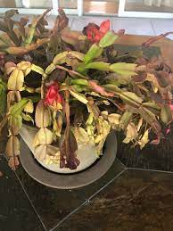 How much light does a cactus plant need to thrive? What Is Wrong With My Christmas Cactus Too Much Light Gardening