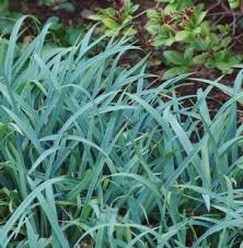 Image result for Carex lycurus