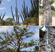 Image result for Araucariaceae