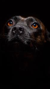 Animals Dog Muzzle Sight Wallpapers Hd 4k Background For Android Dog Wallpaper Dog Muzzle Animal Wallpaper