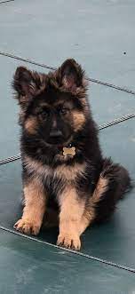 Gsd Puppy Gsd Puppies German Shepherd Dogs German Shepherd Puppies