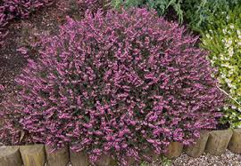 Many annual flowers, perennial flowers, and flowering plants and shrubs actually put on a show in the midst of winter's cold weather, blooming in a range of colors long before the ground has. Winter Flowering Plants For Colour In The Garden Squire S Garden Centres