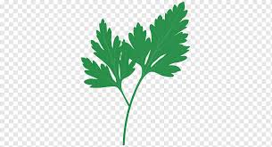 perejil cilantro plantas medicinales hierba albahaca planta vegetales de hoja comida hoja png pngwing perejil cilantro plantas medicinales
