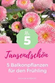 Balkon Blumen Fur Den Fruhling Balkon Blumen Balkon Pflanzen Pflanzen