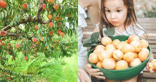 Check your area's specific crop calendar (see this page) and call your local farms for seasonal updates. Here S The Best Places To Pick Peaches Near Dallas Fort Worth Metroplex Social