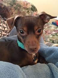 Min Pin Benny Animals Min Pin Dogs