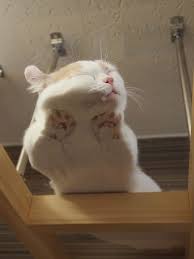 We did not find results for: Mimpi Apa Untuk Membunuh Kucing Putih Anjing Itu Membunuh Kucing Dalam Mimpi Interpretasi Mimpi Kucing