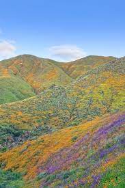 Several places were found that match your search criteria. 11 Beautiful California Flower Fields You Must Visit This Spring