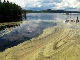 Algblomning i stora delar av östersjön. Manga Forvaxlar Pollen Med Algblomning