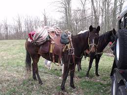 Horseback Camping Trips Horse Camp Horses Horses And Dogs