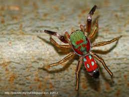 Colorful Jumping Spider Siler Semiglaucus Sumatra Indonesia Jumping Spider Spider Sea Spider