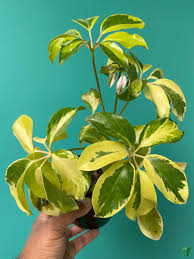 Image result for Schefflera