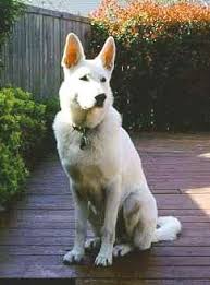 Black And White German Shepherd Lab Mix Pin De Carin Leavitt Em In The Company Of Dogs Pastor Branco Caes Pastor Branco Suico