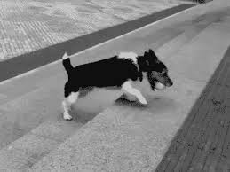 Animated forever alone gif images. Forever Alone Dog I Has A Hotdog Dog Pictures Funny Pictures Of Dogs Dog Memes Puppy Pictures Doge