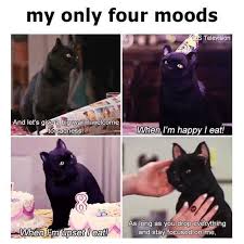 Animals Can Express Our Current Mood In The Most Accurate Way Funny Images Funny Memes Salem Cat