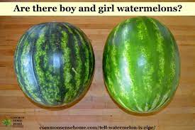We did not find results for: How To Tell If A Watermelon Is Ripe 4 Tips To Pick A Good Watermelon