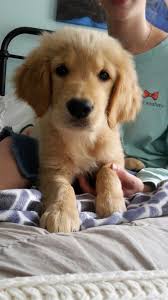 Golden retriever exercise for your puppy through to adulthood. Hytop Goldies Golden Retriever Puppy Golden Retriever Golden Retriever Puppy Cute Baby Animals