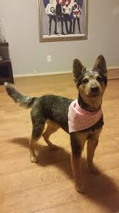 My Blue Heelers 1st Haircut R Aww Blue Heeler Heeler Dog Haircuts