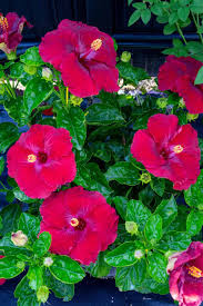 Image result for Hibiscus Red 2017 Vito