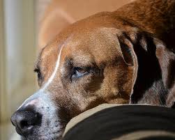 A dog's whiskers, also known as vibrissae, function as a type of sixth sense for dogs. 1 532 Our Dog Photos Free Royalty Free Stock Photos From Dreamstime
