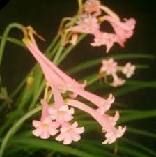 Image result for Cyrtanthus galpinii