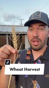 Growing Wheat in Your Backyard: A Step-by-Step Guide