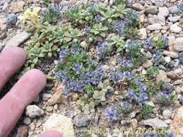 Image result for Polygala schinziana